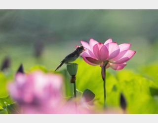 개개비 연꽃향기 취해