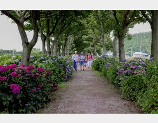 도초도 10리수국길