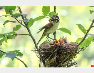 태극나방을 물고온 칡때까치