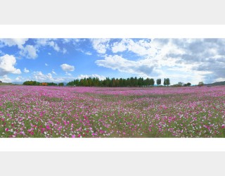 은행나무숲 의 코스모스