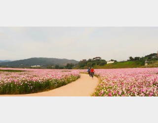 코스모스길 질주