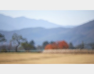 남겨진 가을색