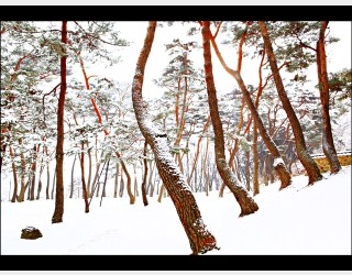 겨울 솔밭
