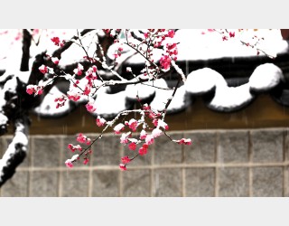 설중매