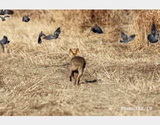 똥 빠지게 도망가는 고라니