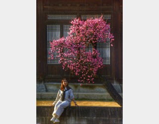 현충사 - 아름다운 봄