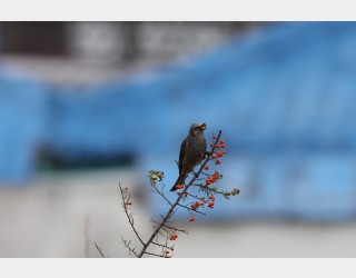 직박구리