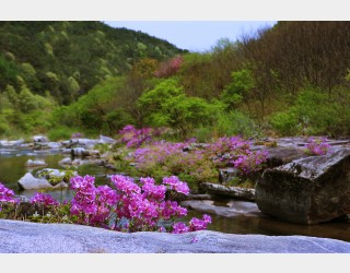 월성수달래