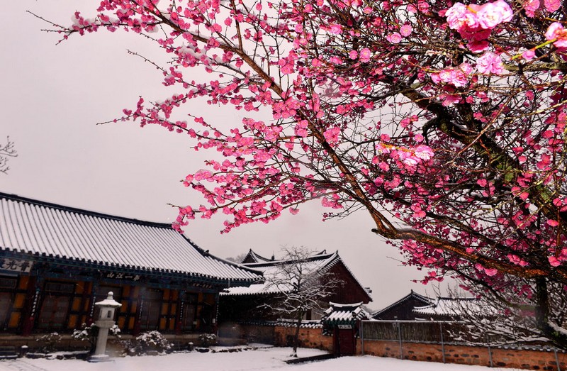 雪 中 梅