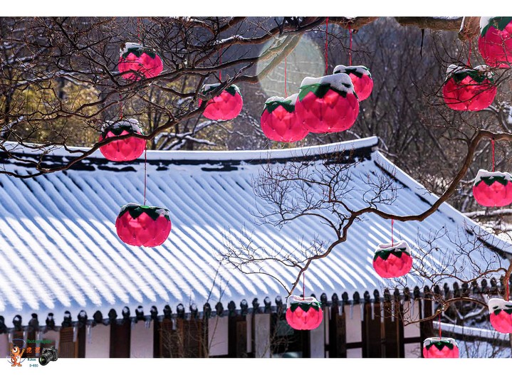 雪   燈