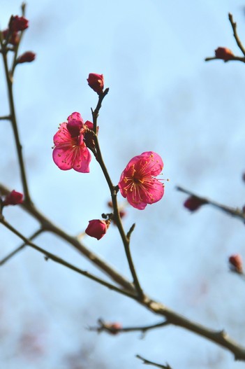 홍매화피다