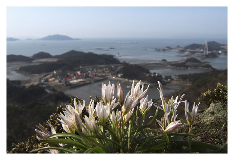 산자고