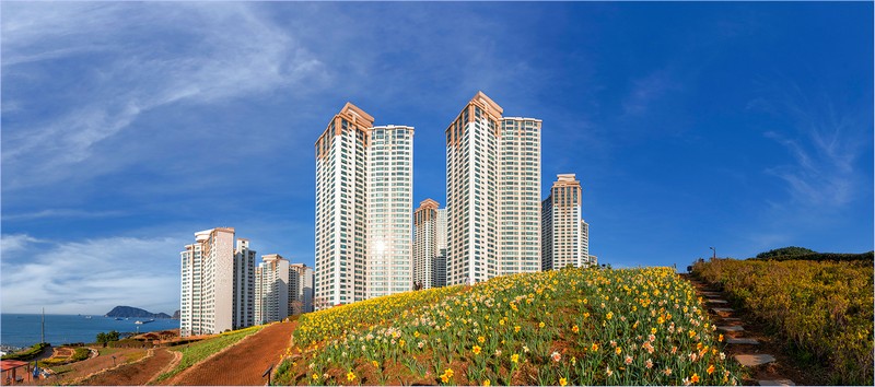 수선화