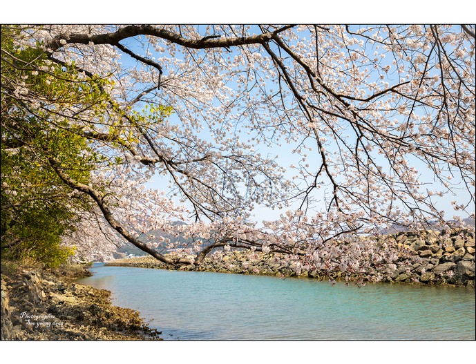 해변의 봄