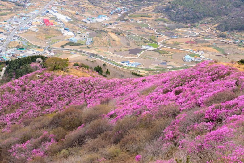 영취산 진달래