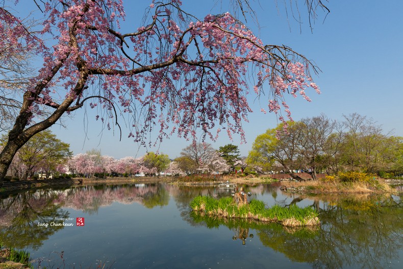 수양벚꽃