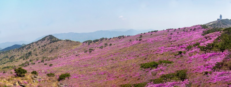 비슬산전경