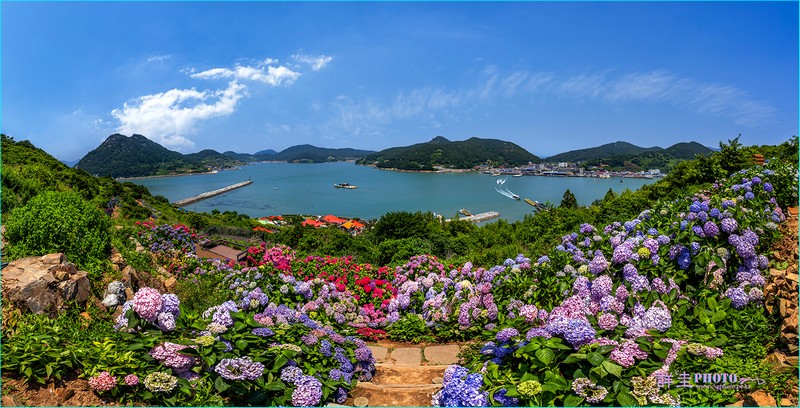 수국