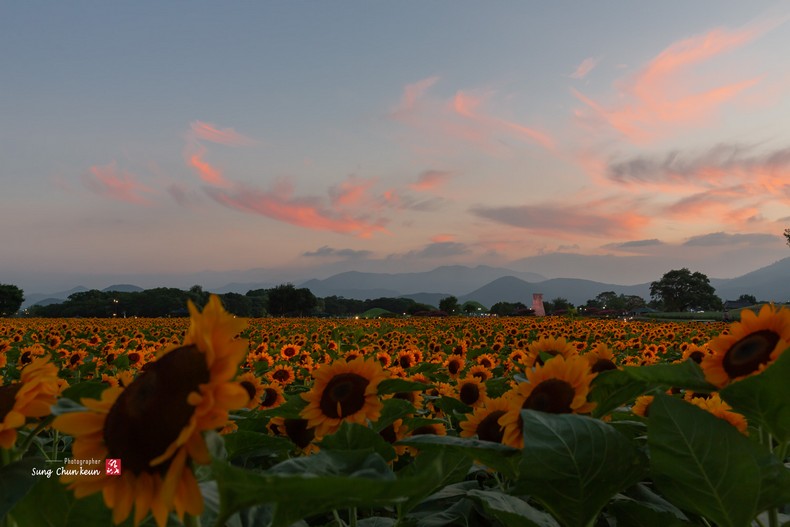 해바라기