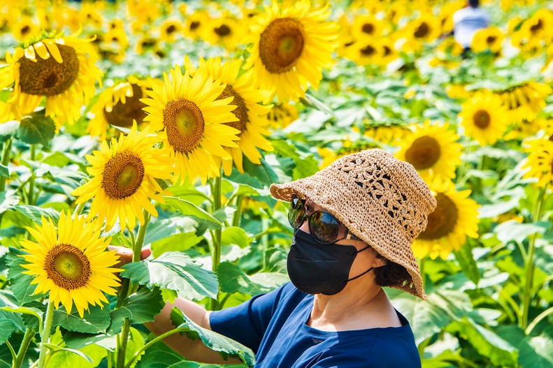 해바라기