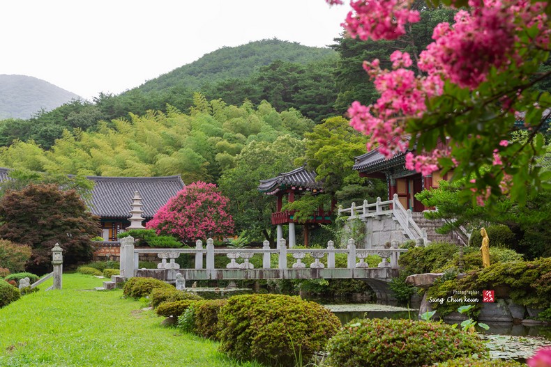 목백일홍