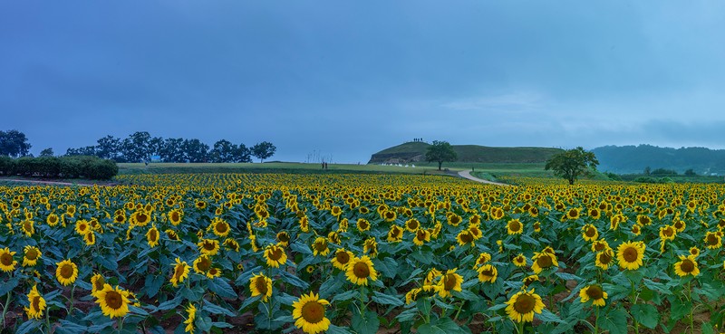 해바라기