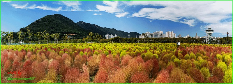 황산공원댑싸리