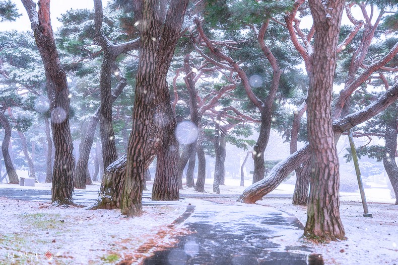 겨울 소나무