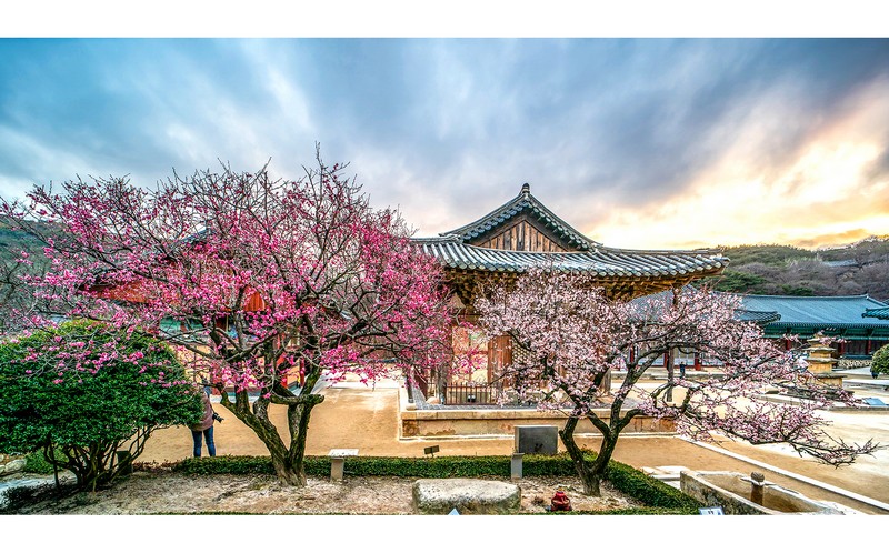 통도사의 봄