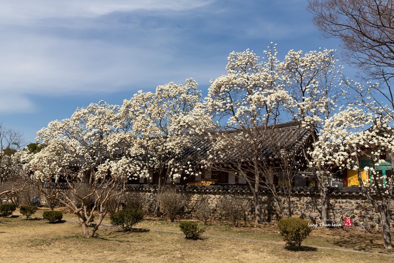 목련