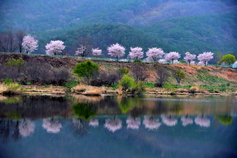금호강변 벚꽃향기