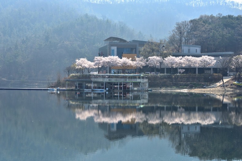 단산지 벚꽃 향기