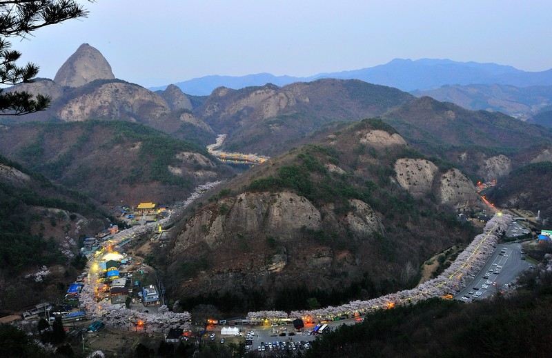 마이산 벚꽃