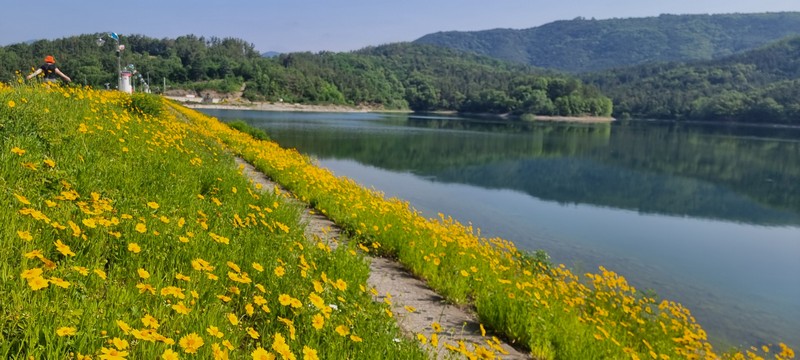 단산지 금빛 향기