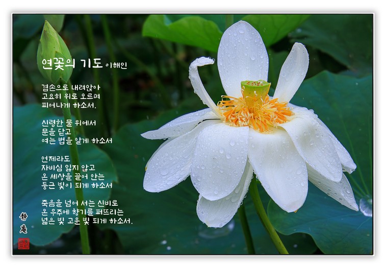 詩 연꽃의 기도 이해인