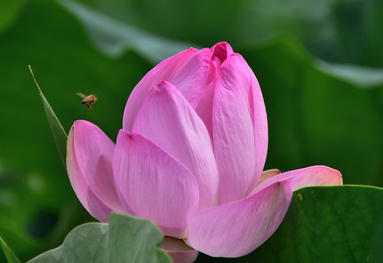 연향