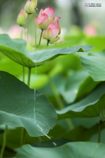 연꽃