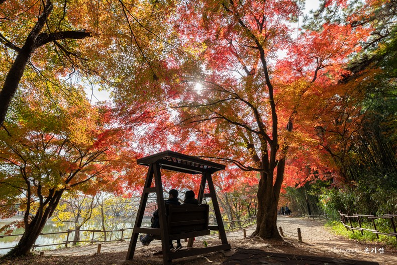 단풍 이제 마무리 ....