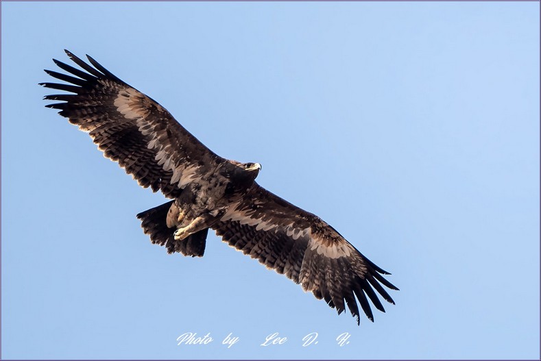 초원수리 (Steppe  Eagle)