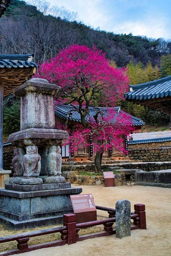 화엄사 매화