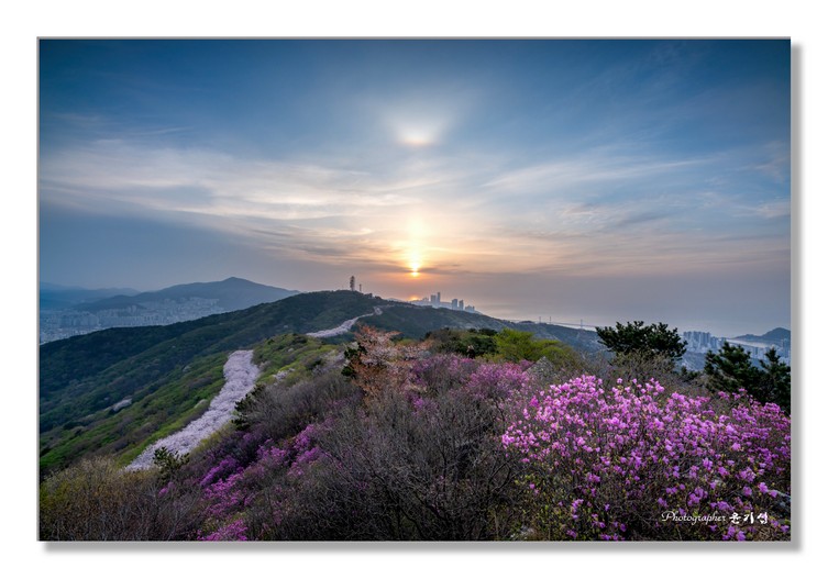 황령산의 봄