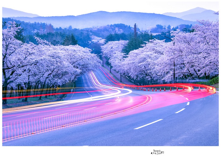 그 봄날의 흔적
