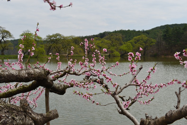 반곡지의 봄