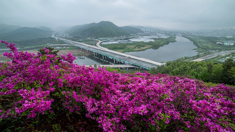 와룡산 연산홍