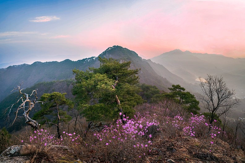 진달래 핀 산정