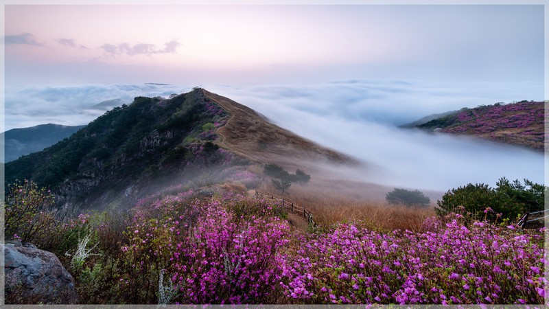 화왕산 의 봄