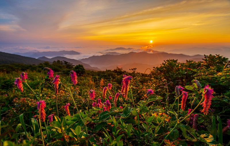 산오이풀