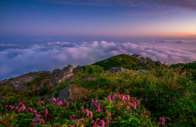 산오이풀