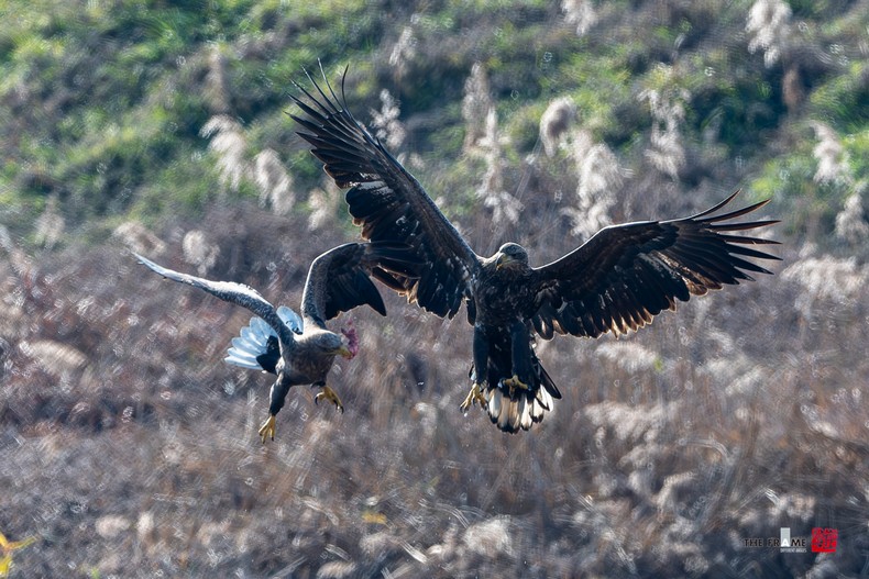 고령독수리식당 개장