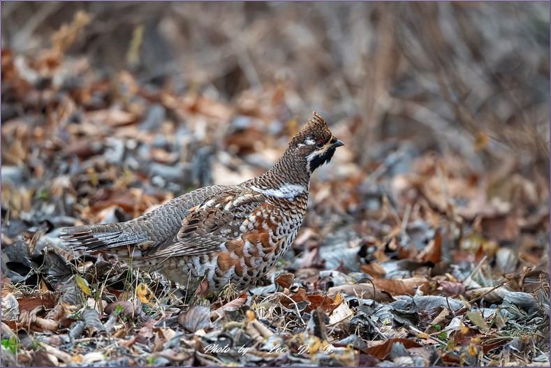 들꿩 (Hazel  Grouse)